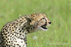 Wildlife photographer Paul McDougall