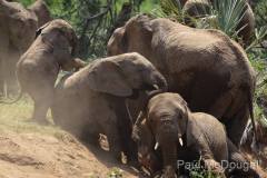 Wildlife photographer Paul McDougall