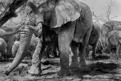 Wildlife photographer Paul McDougall