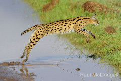 Wildlife photographer Paul McDougall