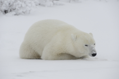 Wildlife photographer Paul McDougall