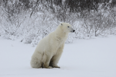 Wildlife photographer Paul McDougall