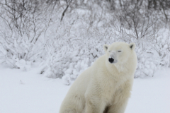 Wildlife photographer Paul McDougall