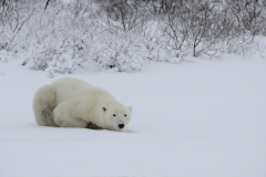 Wildlife photographer Paul McDougall