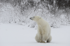 Wildlife photographer Paul McDougall