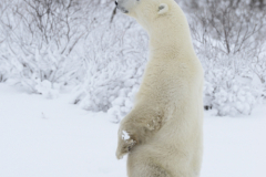 Wildlife photographer Paul McDougall