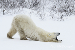 Wildlife photographer Paul McDougall