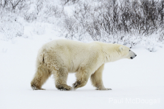 Wildlife photographer Paul McDougall