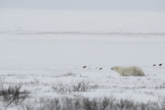 Wildlife photographer Paul McDougall