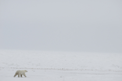 Wildlife photographer Paul McDougall
