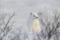 Wildlife photographer Paul McDougall