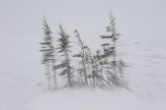 Wildlife photographer Paul McDougall