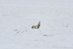 Wildlife photographer Paul McDougall