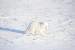 Wildlife photographer Paul McDougall