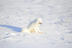 Wildlife photographer Paul McDougall