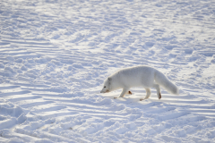 Wildlife photographer Paul McDougall