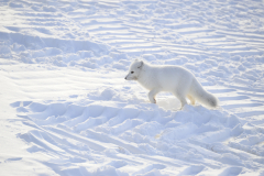 Wildlife photographer Paul McDougall