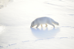 Wildlife photographer Paul McDougall