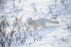 Wildlife photographer Paul McDougall