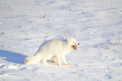 Wildlife photographer Paul McDougall