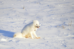 Wildlife photographer Paul McDougall
