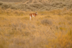 DSC4529
