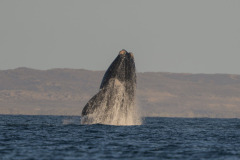 DSC5486
