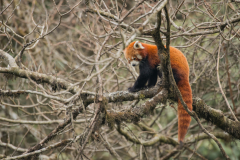 Wildlife photographer Paul McDougall