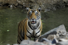 Wildlife photographer Paul McDougall