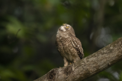 Wildlife photographer Paul McDougall