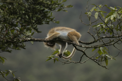 Wildlife photographer Paul McDougall