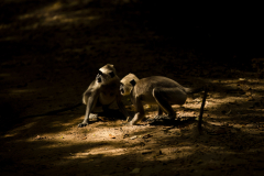 Wildlife photographer Paul McDougall