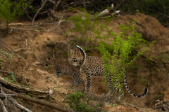 Wildlife photographer Paul McDougall