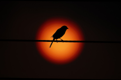 Wildlife photographer Paul McDougall