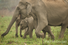 Wildlife photographer Paul McDougall