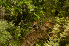 Wildlife photographer Paul McDougall