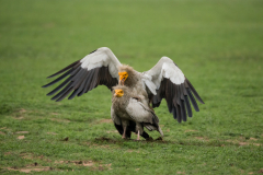 Wildlife photographer Paul McDougall