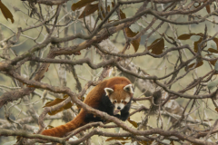 Wildlife photographer Paul McDougall