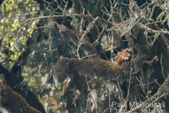 Wildlife photographer Paul McDougall