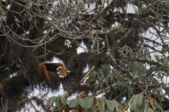 Wildlife photographer Paul McDougall