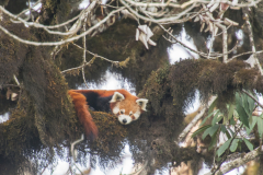 Wildlife photographer Paul McDougall