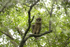 Wildlife photographer Paul McDougall