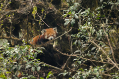 Wildlife photographer Paul McDougall