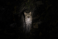 Wildlife photographer Paul McDougall