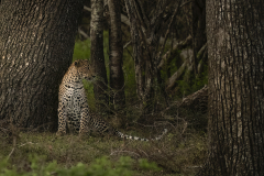 Wildlife photographer Paul McDougall