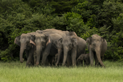 Wildlife photographer Paul McDougall