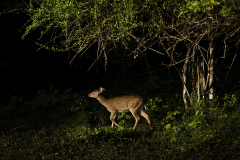 Wildlife photographer Paul McDougall
