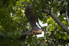Wildlife photographer Paul McDougall