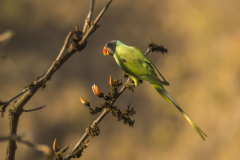 Wildlife photographer Paul McDougall
