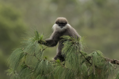 Wildlife photographer Paul McDougall